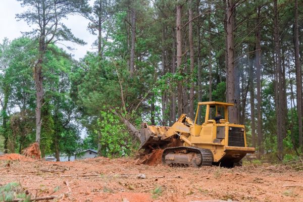 Cost of Forestry Clearing in Orem