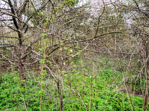 Cost of Underbrush Clearing in Orem
