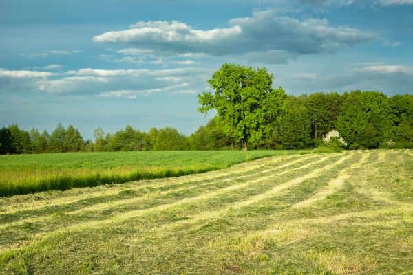 Cost of Vegetation Removal in Orem