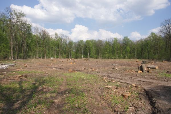 Cost of Pasture Clearing in Orem
