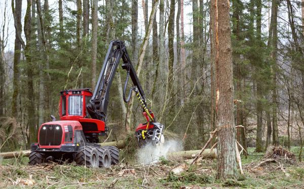 Cost of Forest Clearance Service in Orem