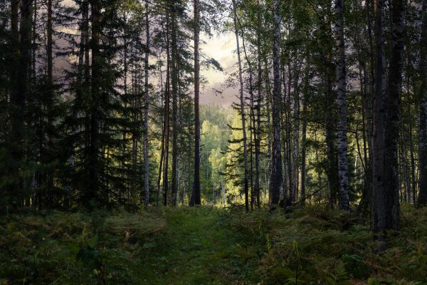 Cost of Pine Tree Clearing in Orem