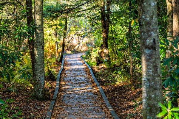 Cost of Trail Clearing in Orem